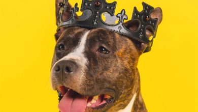 Staffies Calendar 2027