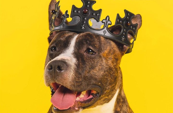 Staffies Calendar 2027