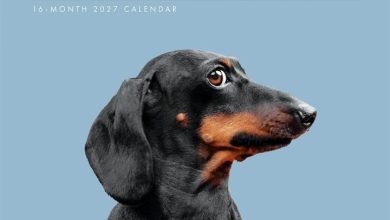 Judgemental Dogs Calendar 2027