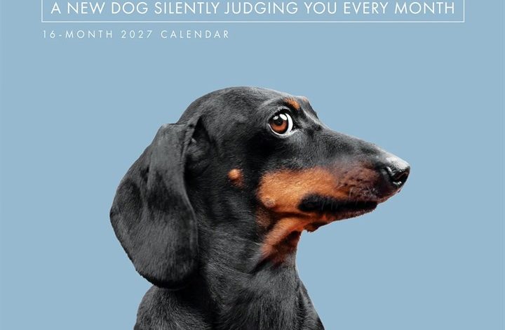 Judgemental Dogs Calendar 2027