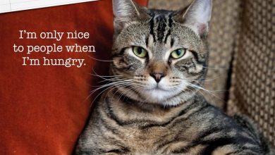 Cat Shaming Calendar 2027