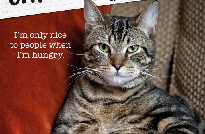 Cat Shaming Calendar 2027