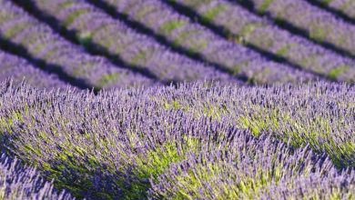 Lavender Calendar 2027