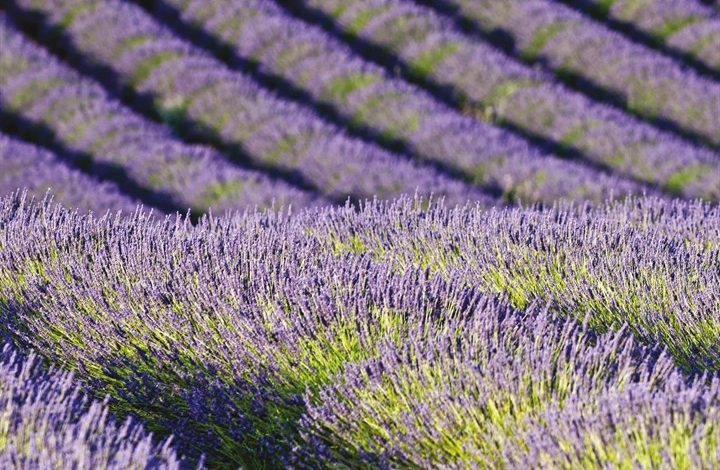 Lavender Calendar 2027