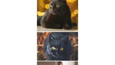 Black Cats Slim Calendar 2027