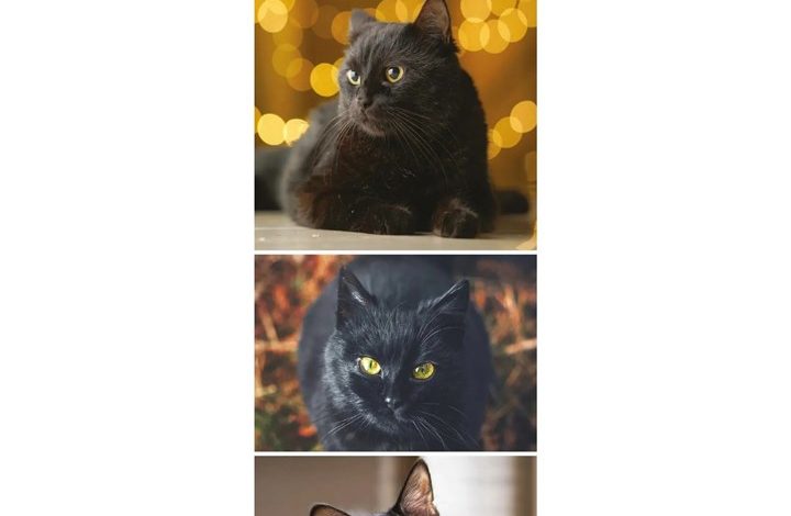 Black Cats Slim Calendar 2027