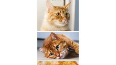 Ginger Cats Slim Calendar 2027