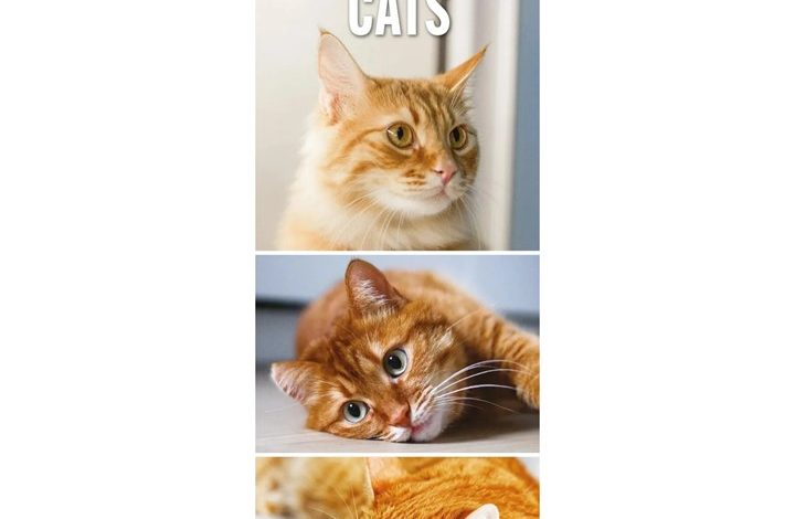Ginger Cats Slim Calendar 2027