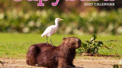 Capybara Calendar 2027