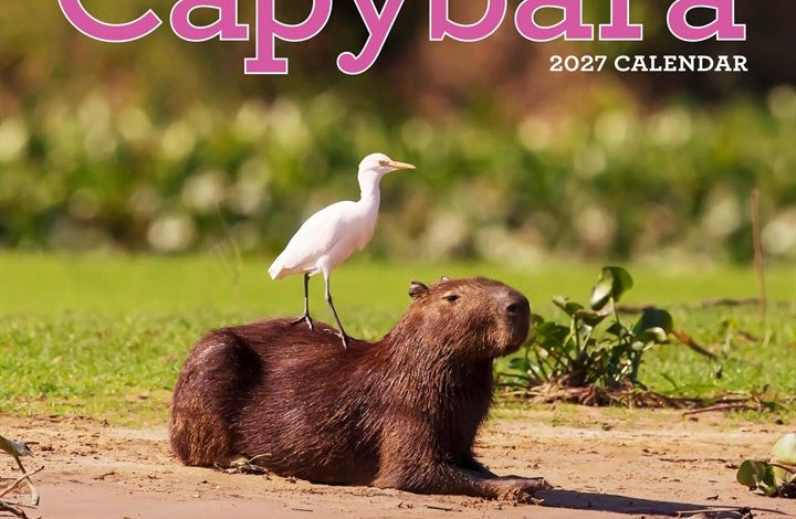 Capybara Calendar 2027
