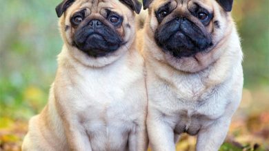 Pugs Calendar 2027