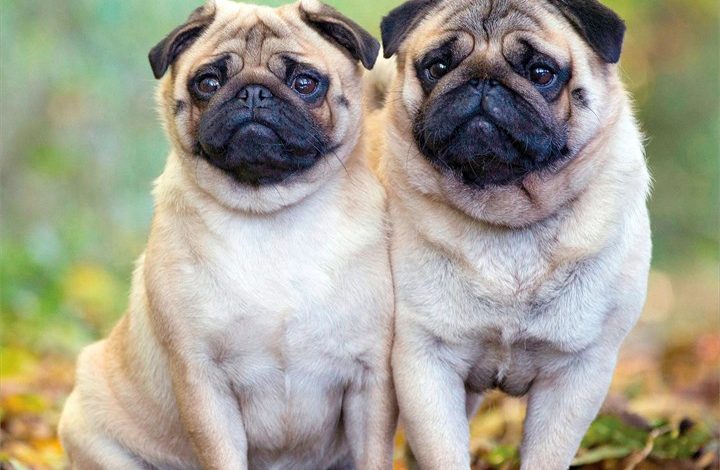 Pugs Calendar 2027