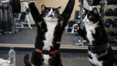 Gym Cats Calendar 2027