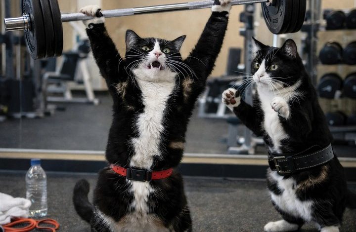 Gym Cats Calendar 2027