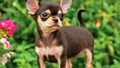 Chihuahua Puppies Calendar 2027