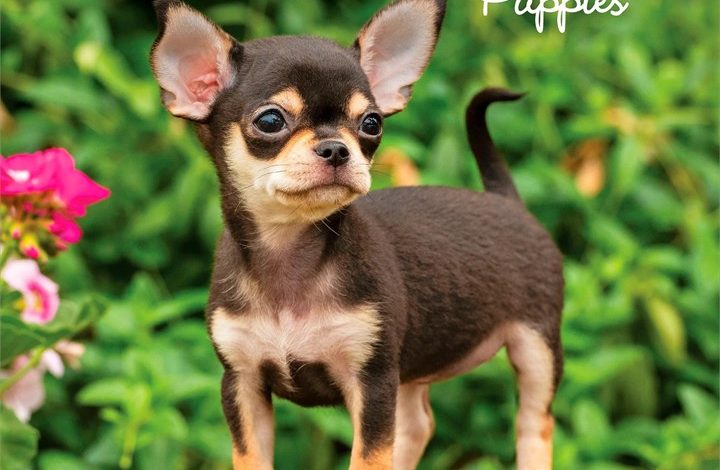 Chihuahua Puppies Calendar 2027
