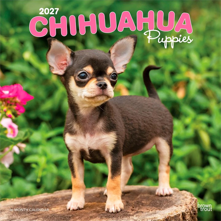Chihuahua Puppies Calendar 2027