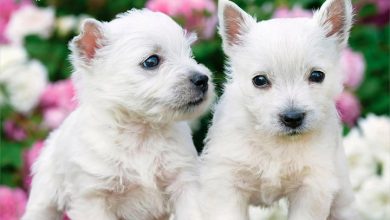 Westie Puppies Calendar 2027