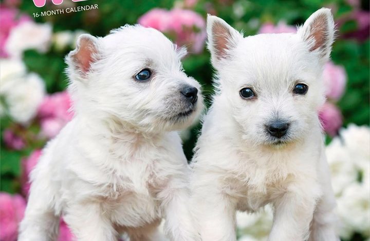 Westie Puppies Calendar 2027
