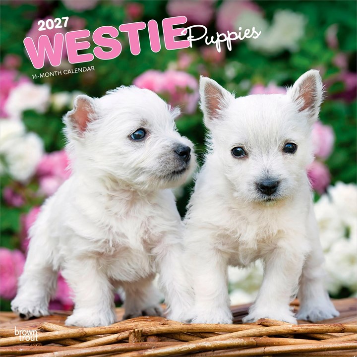 Westie Puppies Calendar 2027