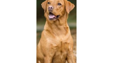 Fox Red Labrador Retriever Slim Calendar 2027