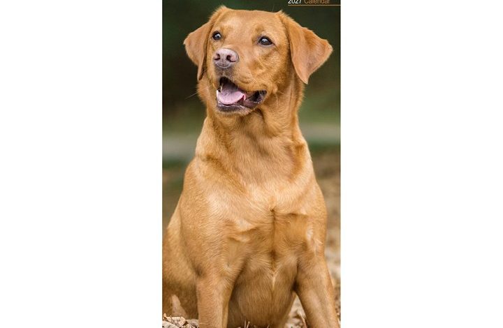 Fox Red Labrador Retriever Slim Calendar 2027