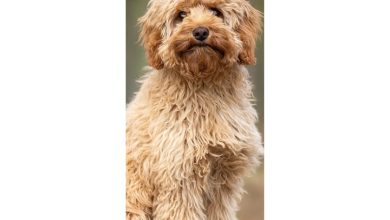 Cavapoo Slim Calendar 2027