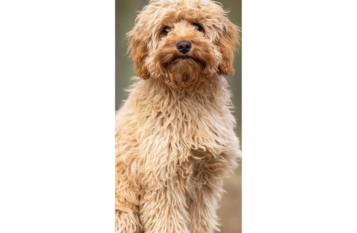 Cavapoo Slim Calendar 2027