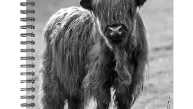 Highland Cows Black & White A5 Diary 2027
