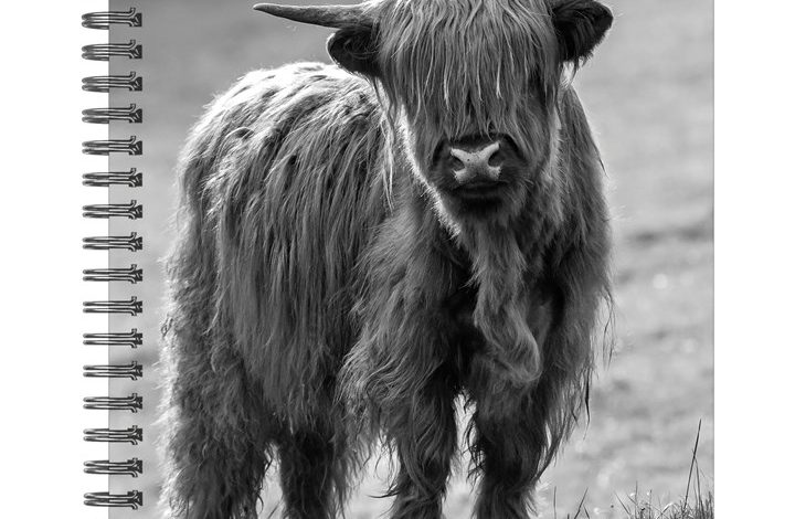 Highland Cows Black & White A5 Diary 2027
