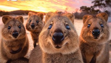 Animal Selfies Calendar 2027