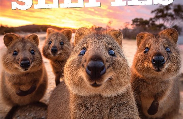 Animal Selfies Calendar 2027