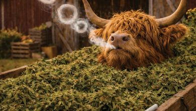 HIGH-land Cows Calendar 2027