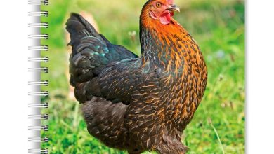 Chickens A5 Diary 2027