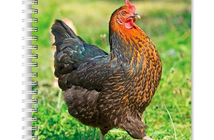 Chickens A5 Diary 2027