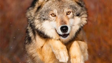 Wolves Calendar 2027