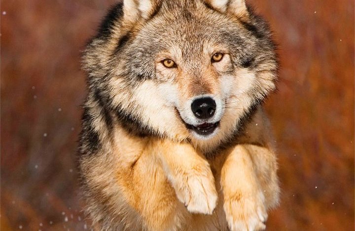 Wolves Calendar 2027
