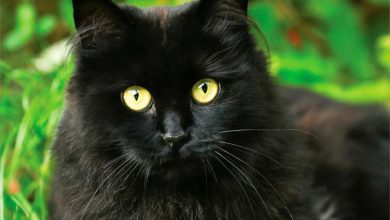 Black Cats Calendar 2027