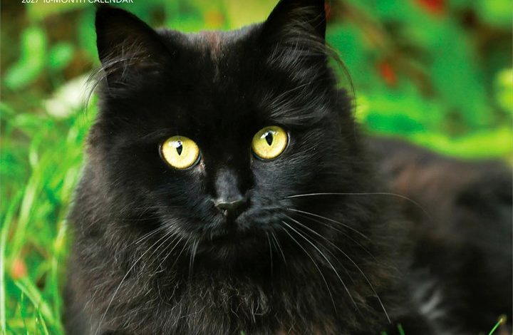 Black Cats Calendar 2027
