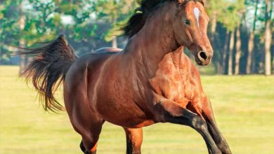 Quarter Horses Calendar 2027