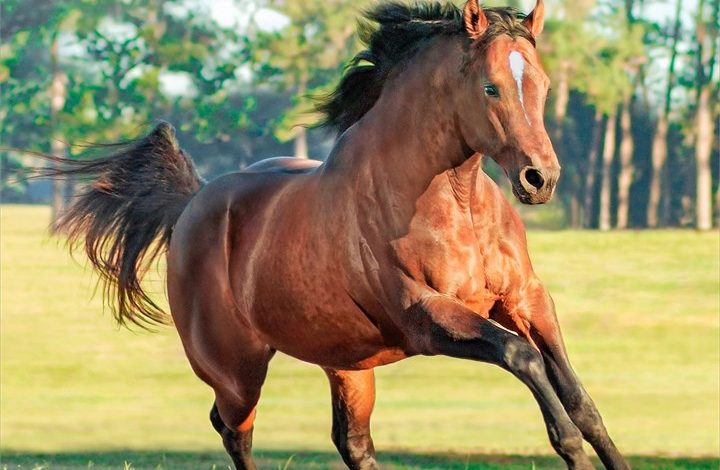 Quarter Horses Calendar 2027