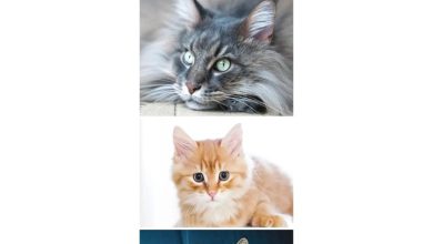 Maine Coon Cats Slim Calendar 2027