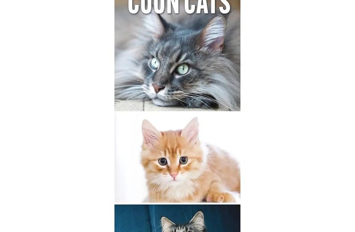 Maine Coon Cats Slim Calendar 2027