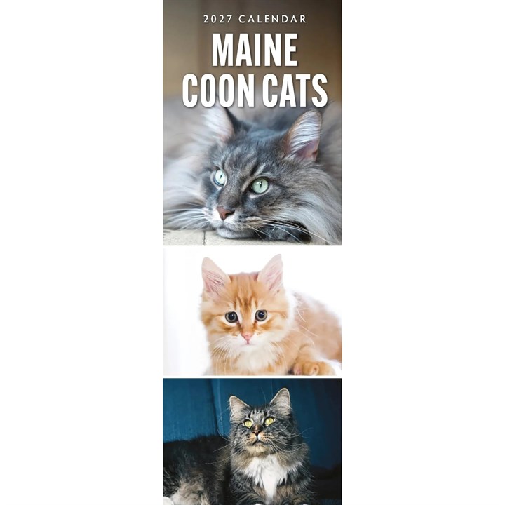 Maine Coon Cats Slim Calendar 2027
