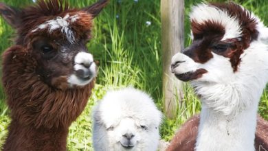 Alpacas Calendar 2027