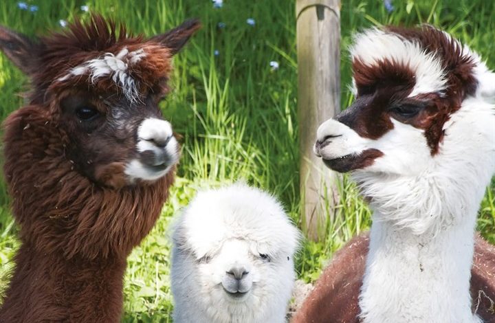 Alpacas Calendar 2027