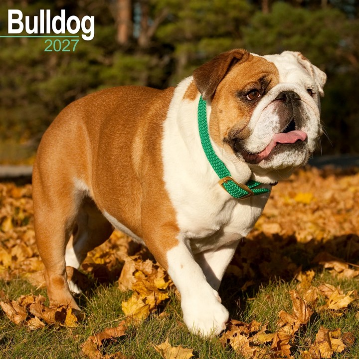 Bulldog Calendar 2027