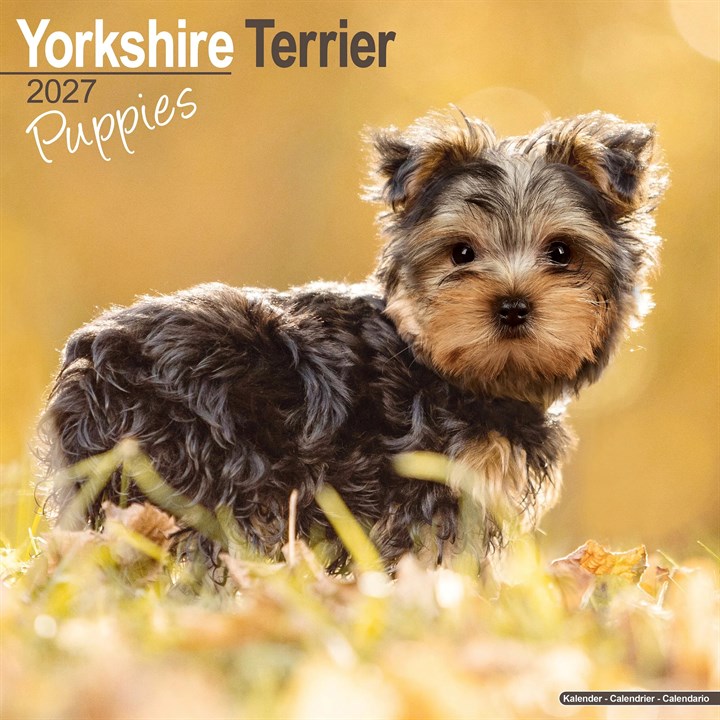 Yorkshire Terrier Puppies Calendar 2027