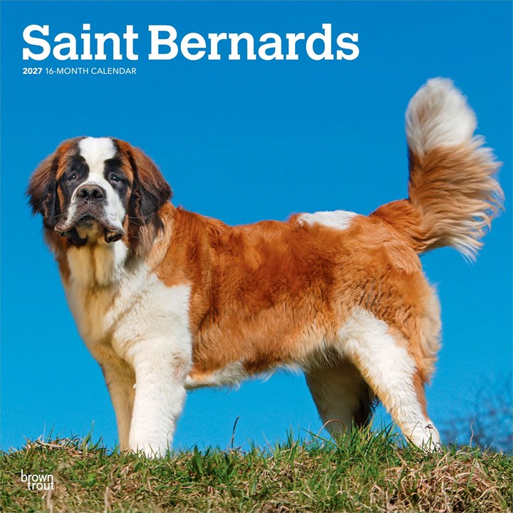 Saint Bernards Calendar 2027